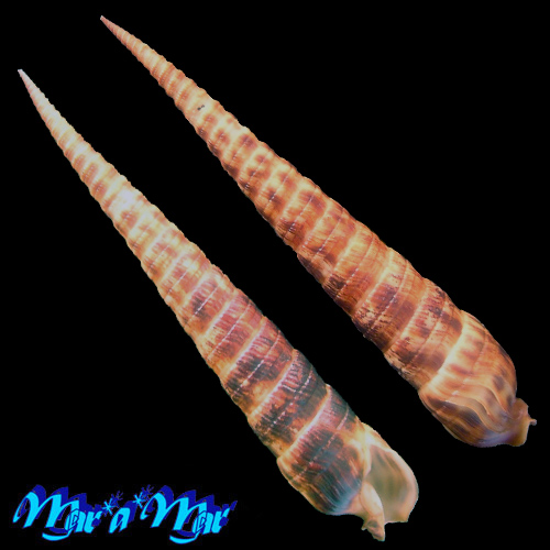 Terebra taurina (Lightfoot, 1786)