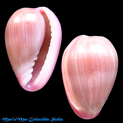 Bullata lilacina (Sowerby, 1846)