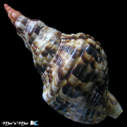 Alternative view of Charonia variegata (Lamarck, 1816)