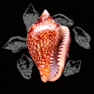 Columbella adansoni Menke, C.T., 1853