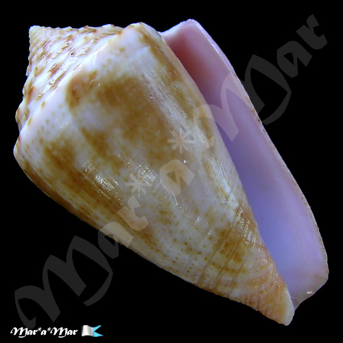 Conus ericmonnieri Petuch & Myers, 2014