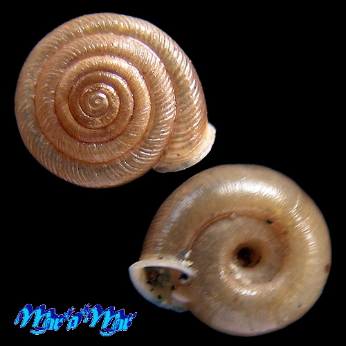 Polygyra plana bahamensis Vanatta, 1919