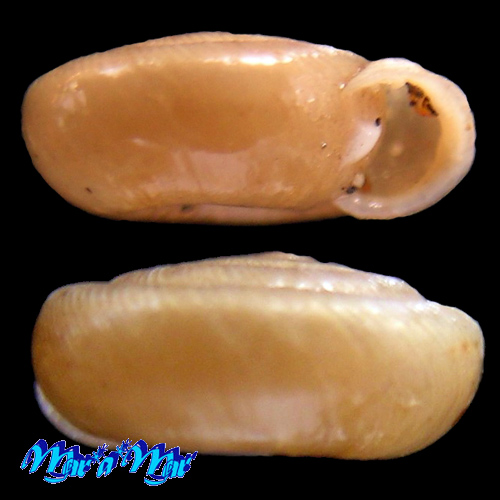 Alternative view of Polygyra plana bahamensis Vanatta, 1919