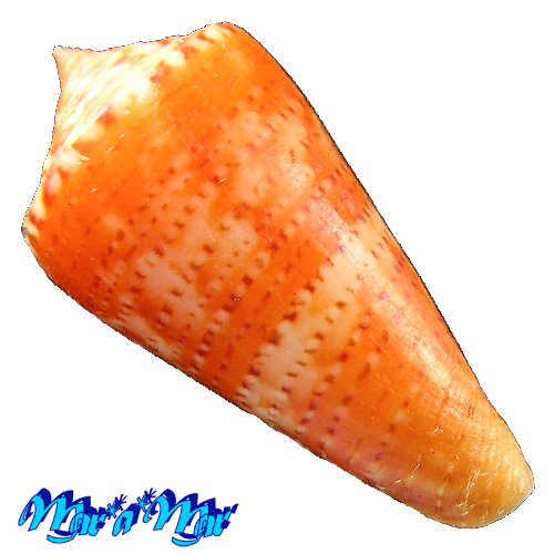 Conus (Lamniconus) petestimpsoni (Petuch & Berschauer, 2016) - Imagem 2