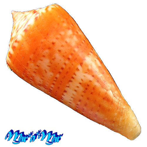 Conus (Lamniconus) petestimpsoni (Petuch & Berschauer, 2016) - Imagem 3