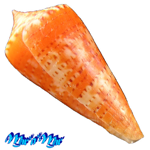 Conus (Lamniconus) petestimpsoni (Petuch & Berschauer, 2016) - Imagem 4