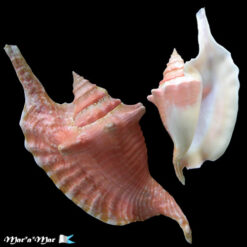 Strombus gallus Linnaeus, 1758