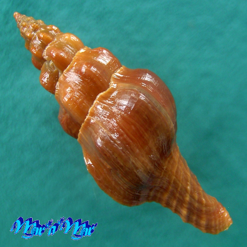 Latirus ogum Petuch, 1979 - Imagem 2