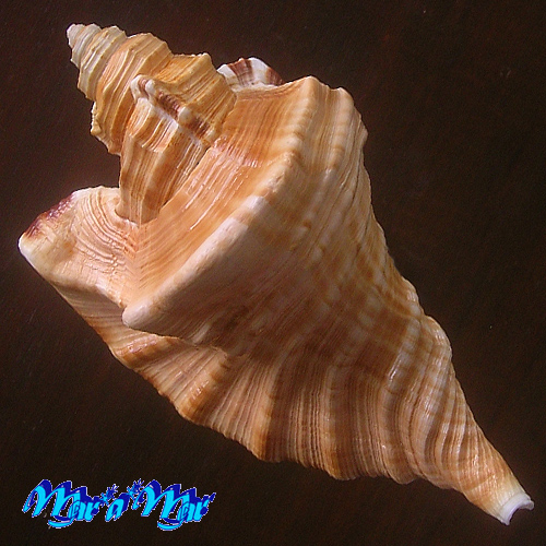 Alternative view of Cymatium raderi D´Attilio & Meyers, 1984