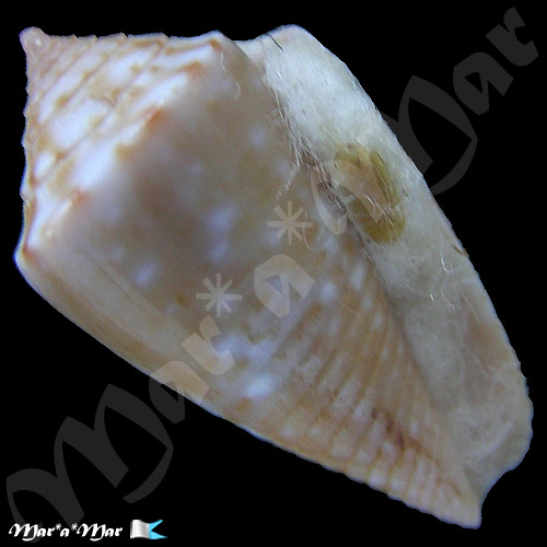 Jaspidiconus mindanus mindanus (Hwass in Bruguiére, 1792)