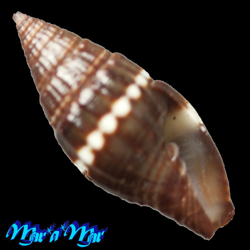 Vexillum albocinctum (C.B. Adams, 1845)