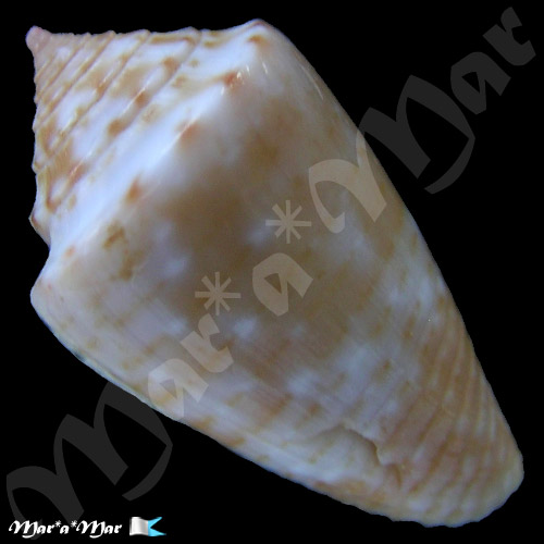 Jaspidiconus mindanus mindanus (Hwass in Bruguiére, 1792) - Imagem 2