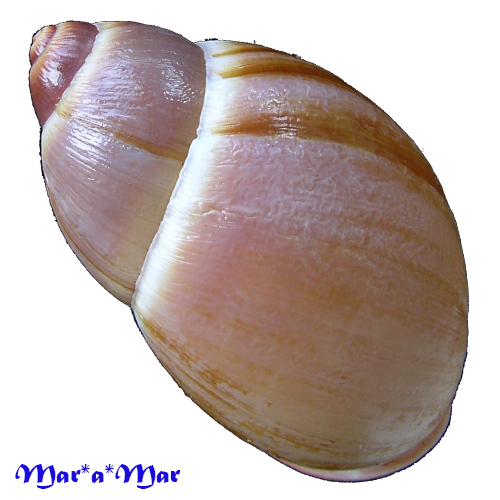 Megalobulimus ovatus (Müller, 1774) - Imagem 2