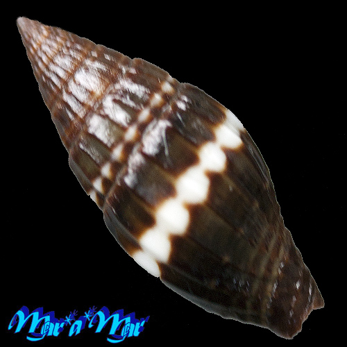 Alternative view of Vexillum albocinctum (C.B. Adams, 1845)