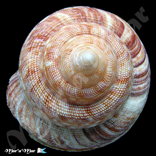 Alternative view of Perotrochus atlanticus Rios & Matthews, 1968