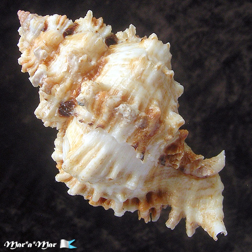 Phyllonotus occulatus (Reeve, 1845) - Image 2