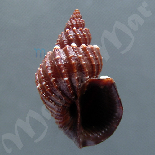 Scalptia (trigonostoma) textilis (Kiener, 1841)