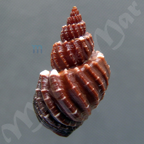 Scalptia (trigonostoma) textilis (Kiener, 1841) - Imagem 2