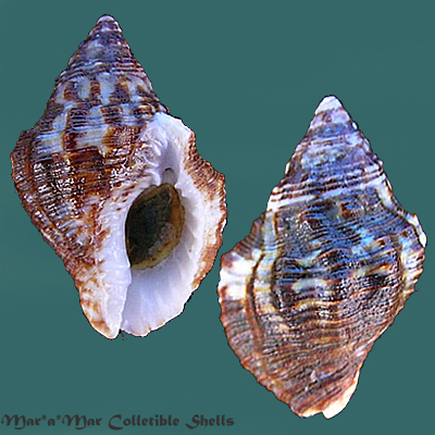 Pisania auritula (Link, 1807)