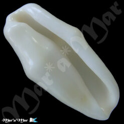 Cyphoma gibbosum Linné, 1758