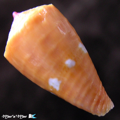 Conus pseudocardinalis Coltro, 2004 - Image 2