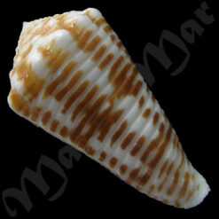 Alternative view of Conus (Asprella) sulcocastaneus Kosuge, 1981