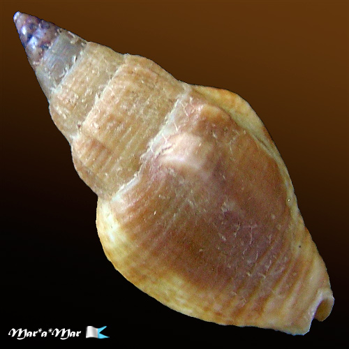 Strombina pumillo (Reeve, 1859) - Imagem 2