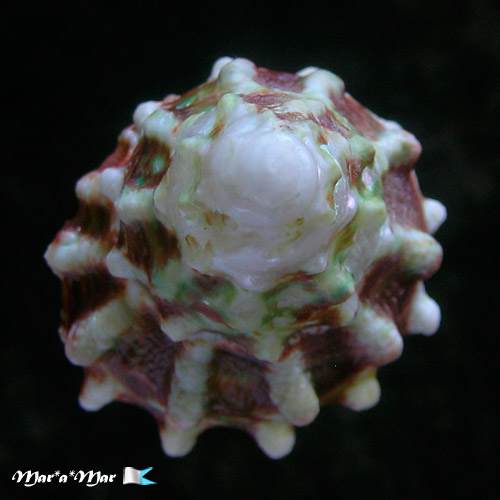 Lithopoma tuberosa venezuelensis Flores, C. & Cáceres de Talarico, 1980 - Image 3