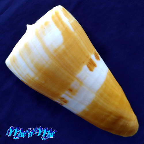 Conus riosi Petuch, 1986 - Imagem 2