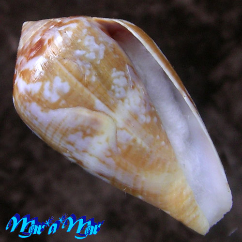 Conus guinaicus Hwass, 1792