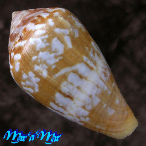 Alternative view of Conus guinaicus Hwass, 1792