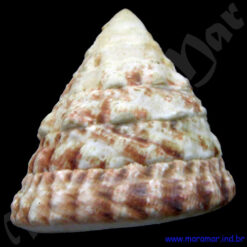 Alternative view of Tectus virgatus Gmelin, 1791