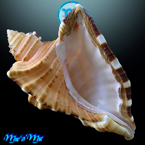 Cymatium raderi D´Attilio & Meyers, 1984