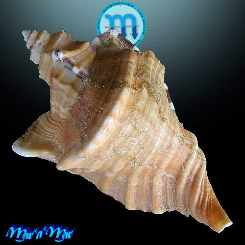 Alternative view of Cymatium raderi D´Attilio & Meyers, 1984