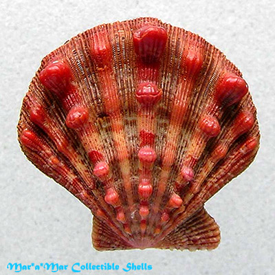 Nodipecten nodosus (Linnaeus, 1758)