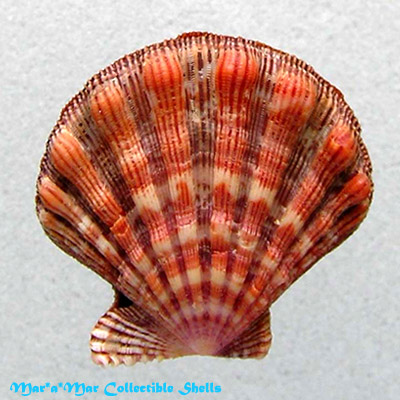 Nodipecten nodosus (Linnaeus, 1758) - Image 2