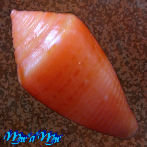 Conus damasoi Consignani, 2007 - Image 2