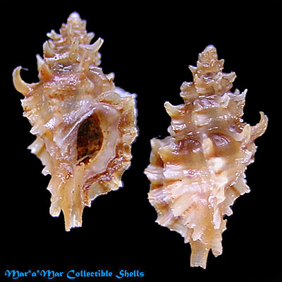 Pazinotus bodarti P.M.S.Costa, 1993*