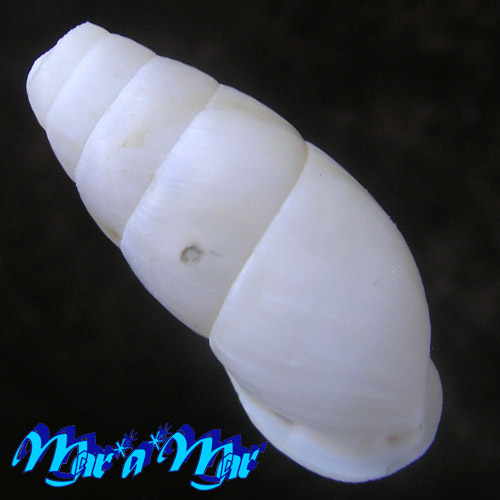 Alternative view of Cyclodontina sp.