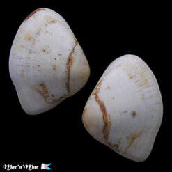 Iphigenia brasiliana (Lamark, 1818)