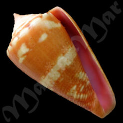 Conus baiano Coltro, 2004