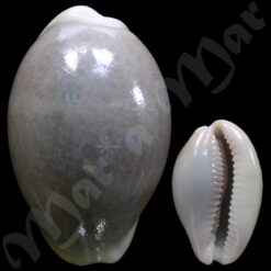 Cypraea (Luria) cinerea Gmelin, 1791