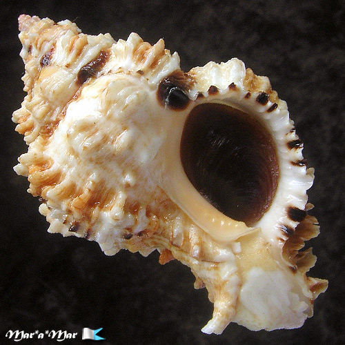 Phyllonotus occulatus (Reeve, 1845)