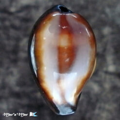 Cypraea onyx Linnaeus, 1758