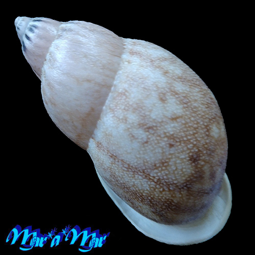 Auris ilheocola (Moricand, 1836) - Imagem 2