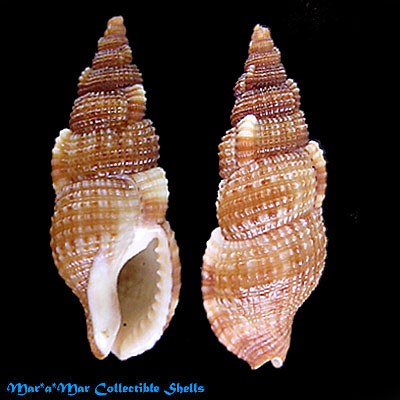 Colubraria kathiewayana Fittkan & Parth, 1992