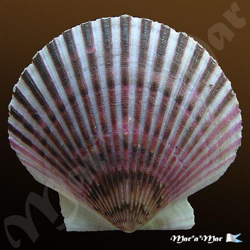 Argopecten purpuratus (Lamarck, 1819)