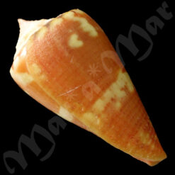 Conus baiano Coltro, 2004 - Imagem 3