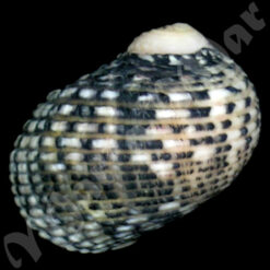 Alternative view of Nerita ascencionis Gmelin, 1791*