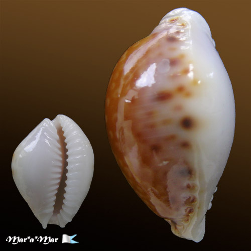 Cypraea acicularis marcuscoltroi (Petuch, 2015) - Imagem 2